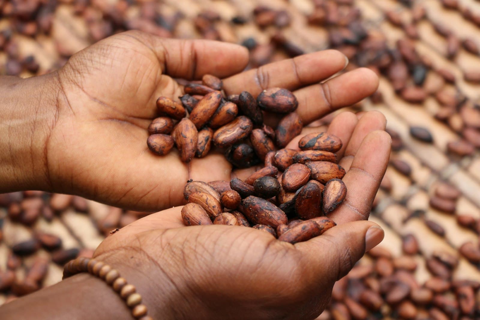 Hand holding a selection of raw commodity beans