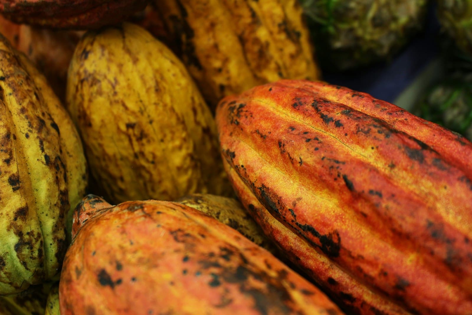 Close-up view of ripe cocoa pods