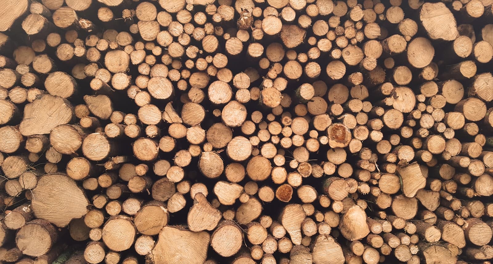 Stacked timber logs ready for transport